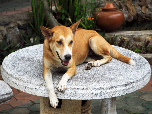brązowy pies kładąc się na stole - dog lying down tired street zdjęcia i obrazy z banku zdjęć