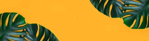 Photo of Banner made from tropical jungle monstera leaves isolated on orange background.