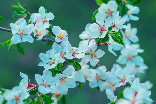 Sakura or cherry blossom flower full bloom spring season. - Image toned