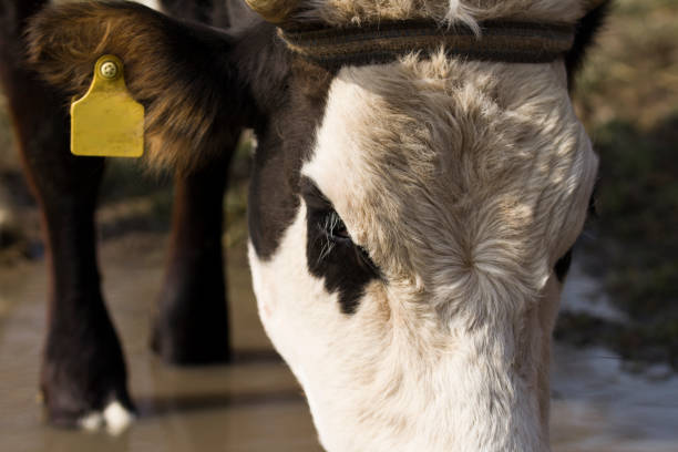 istock closeup of a cows eye and forehead. 1211707321