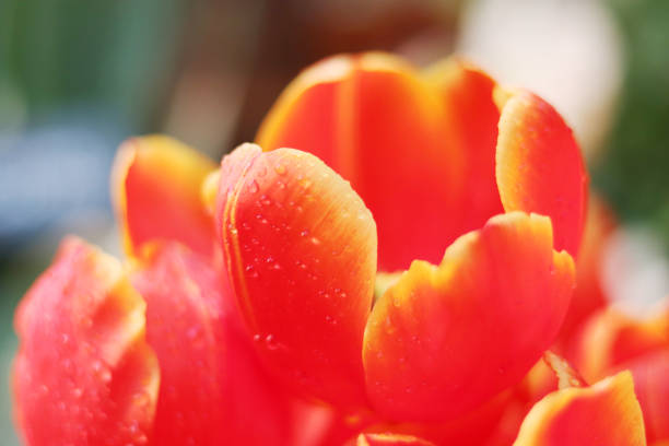 istock red flowers tulips close-up 1211707461