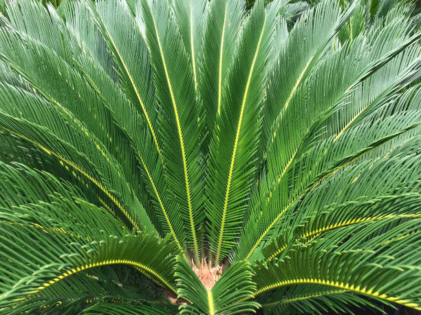 istock The sharp leaves of a palm tree 1211707468