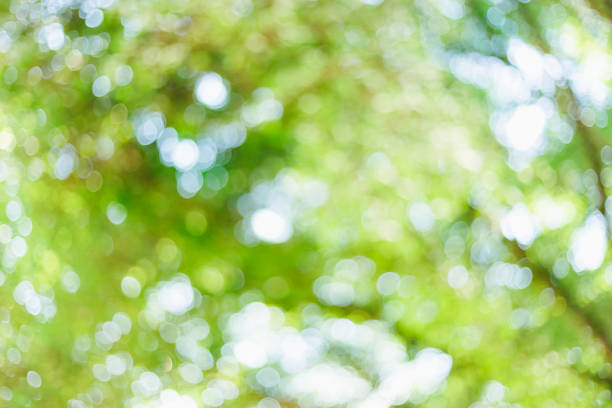 istock green bokeh background with circles. Summer abstract theme. 1211707495