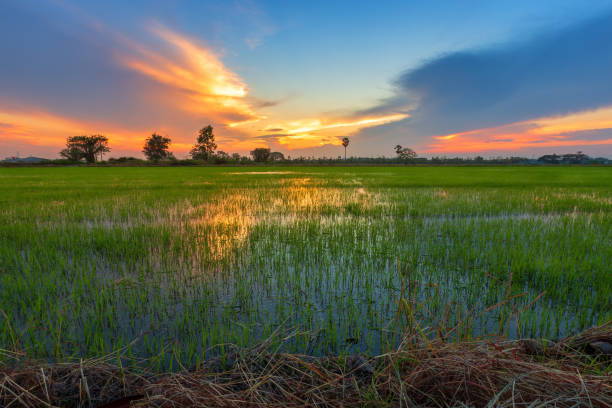 istock Beautiful green cornfield with sunset sky background. 1211707691