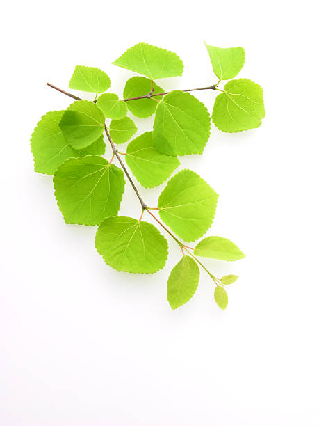 istock Katsura tree leaves 121170900