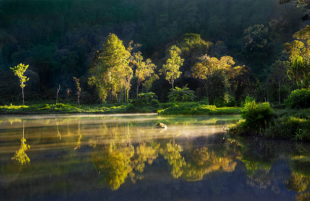 Morning Reflection shot of tropical trees lit by sunrise