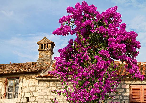 Inflorescence of an Indian lilac in a village.