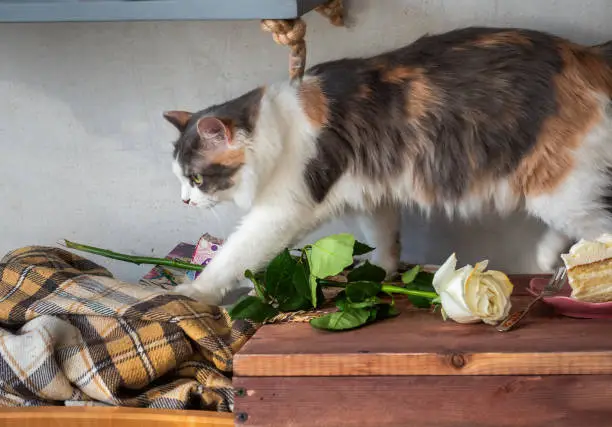 Skoda fluffy cat jumped onto a tray with a dessert and a rose, prepared to congratulate a beloved