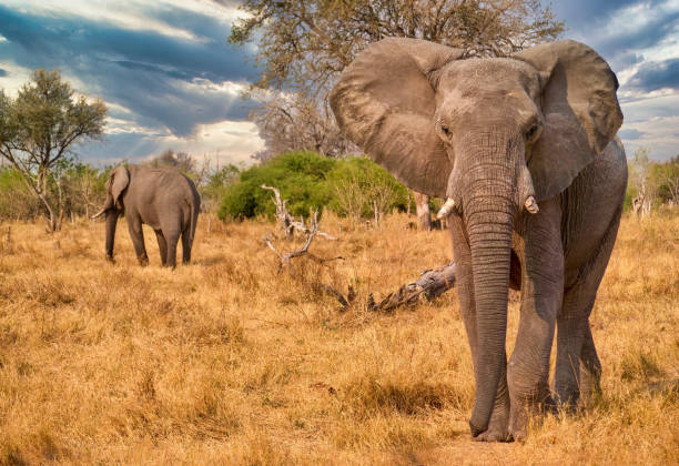 istock A large male African elephant (Loxodonta africana), walks toward the camera. 1211710931