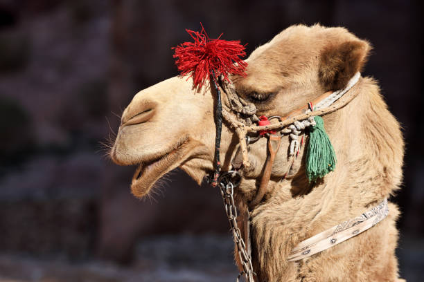 istock Camel for transporting tourists at Petra 1211711904