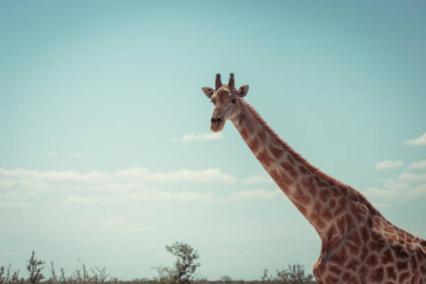 istock Giraffe in Africa 1211715332