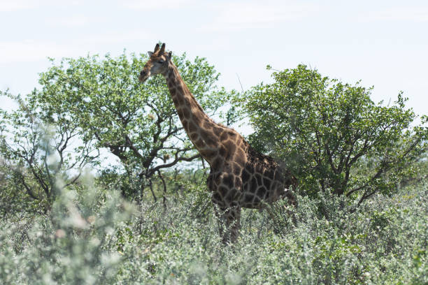 istock Giraffe in Africa 1211716351