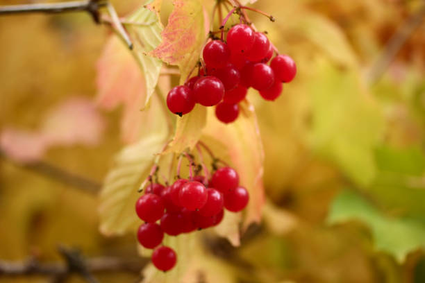 Viburnum berries on bushes in autumn - Gilaburu