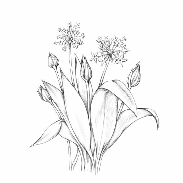 Flowering wild garlic Illustration of Flowering wild garlic wild garlic leaves stock illustrations