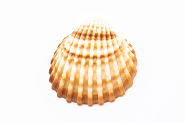 istock Beautiful seashell isolated on a white background 1211721974