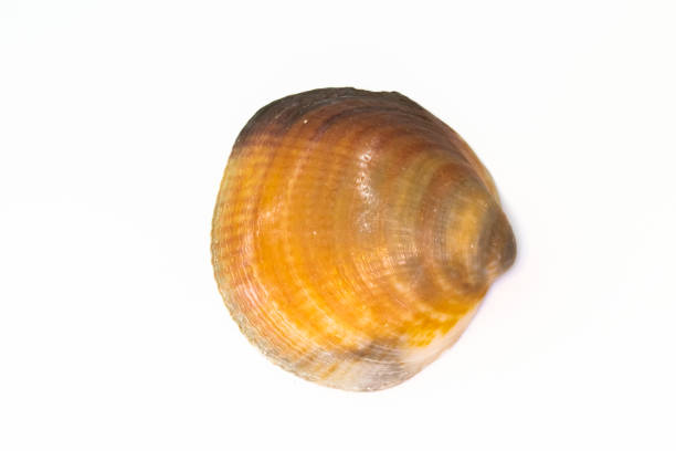istock Beautiful seashell isolated on a white background 1211722269