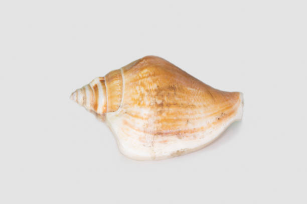 istock Beautiful seashell isolated on a white background 1211722629