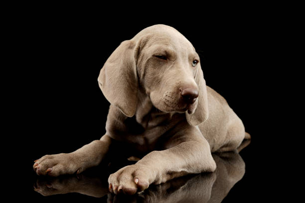 istock Studio shot of a beautiful Weimaraner puppy 1211722657