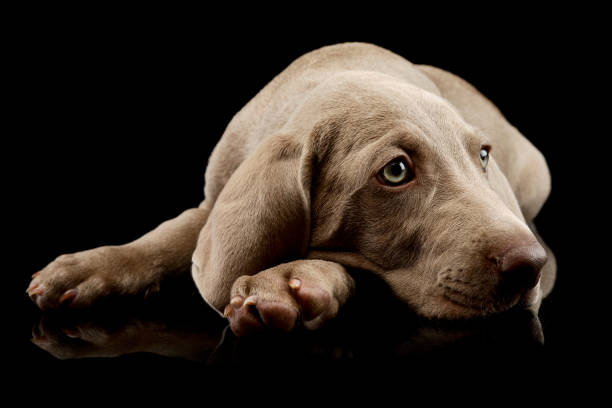 istock Studio shot of a beautiful Weimaraner puppy 1211722675