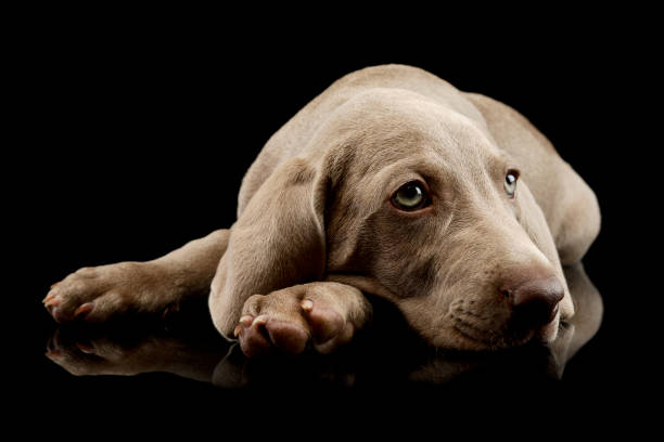 istock Studio shot of a beautiful Weimaraner puppy 1211722678