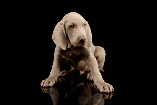 istock Studio shot of a beautiful Weimaraner puppy 1211722708