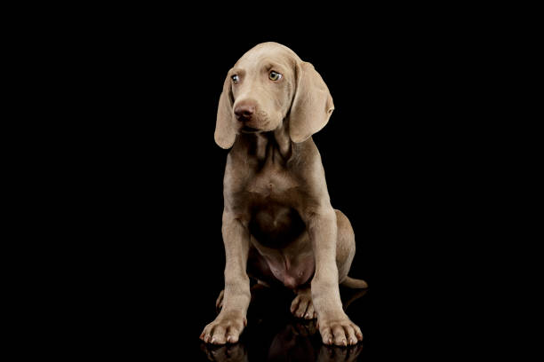 istock Studio shot of a beautiful Weimaraner puppy 1211722711
