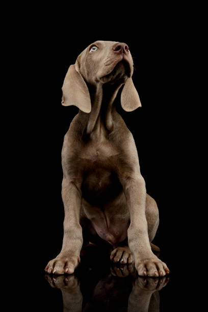 istock Studio shot of a beautiful Weimaraner puppy 1211722724