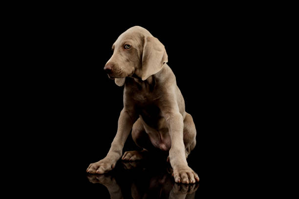 istock Studio shot of a beautiful Weimaraner puppy 1211722728