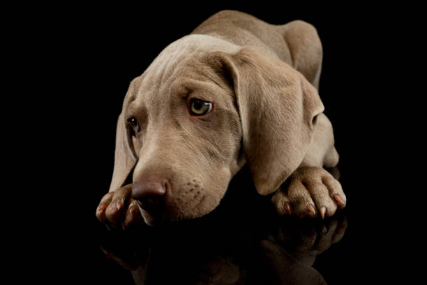 istock Studio shot of a beautiful Weimaraner puppy 1211722768