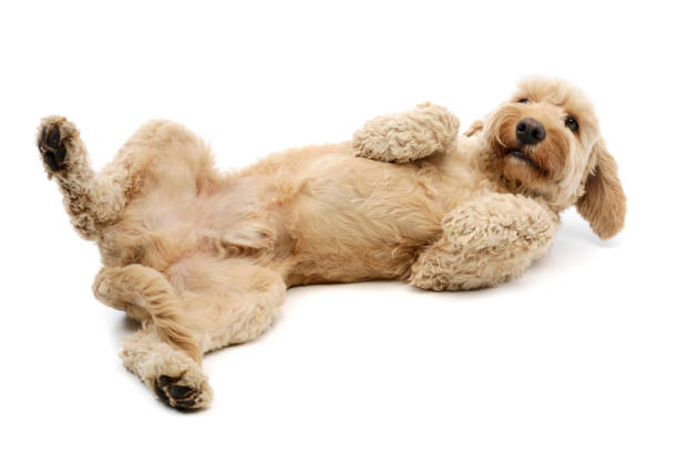 istock Studio shot of a lovely lagotto 1211722812