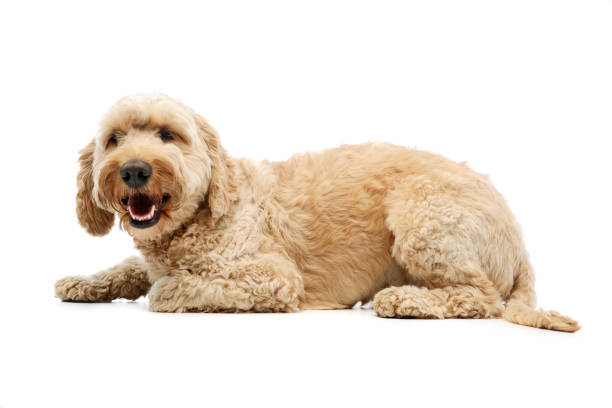istock Studio shot of a lovely lagotto 1211722815
