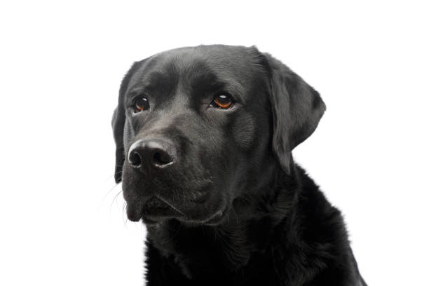 istock Portrait of a beautiful labrador retriever 1211722855