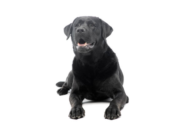 istock Studio shot of a beautiful labrador retriever 1211722867
