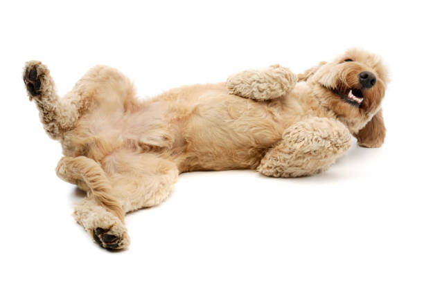 istock Studio shot of a lovely lagotto 1211722913