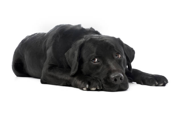 istock Studio shot of a beautiful labrador retriever 1211722957