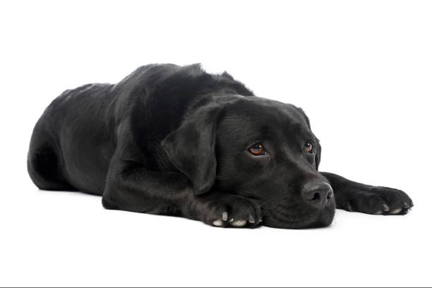 istock Studio shot of a beautiful labrador retriever 1211722974