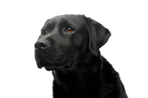 istock Portrait of a beautiful labrador retriever 1211722988