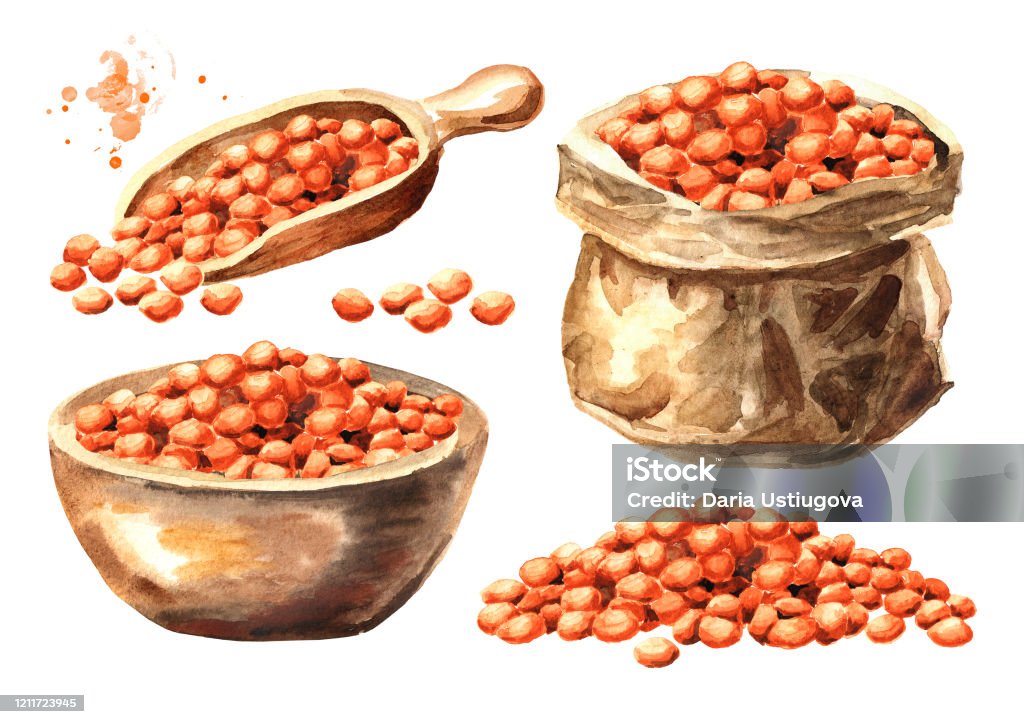 Letil Draw Red Lentil Set Hand Drawn Watercolor Illustration Isolated On White ...