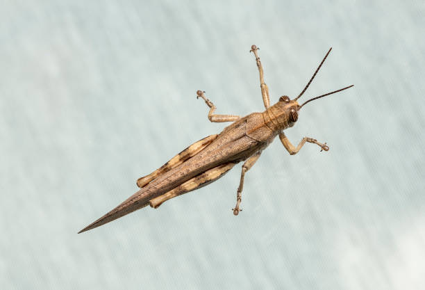 szarańcza odizolowana na białym tle. widok z boku. makro. - locust invasion zdjęcia i obrazy z banku zdjęć