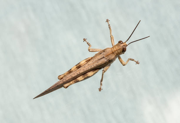 locust isolated on a white background. side view. macro. - locust invasion imagens e fotografias de stock