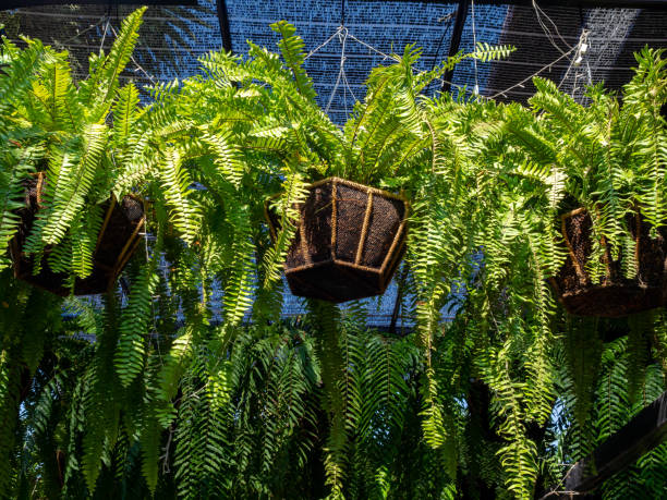 istock Fern in hanging pot in garden. 1211725213