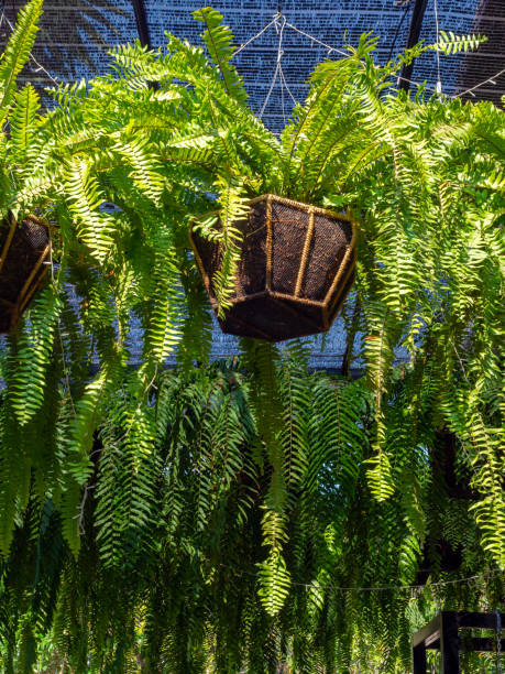 istock Fern in hanging pot in garden. 1211725226