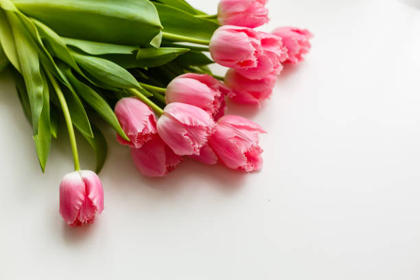 istock pink tulips on a white background 1211727633
