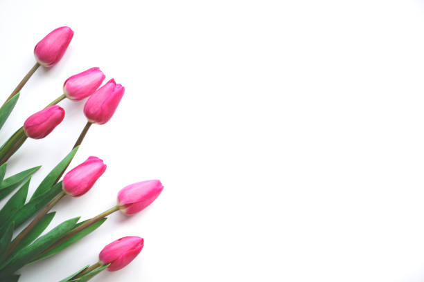 istock Beautiful fresh spring tulips on a white background. 1211728483