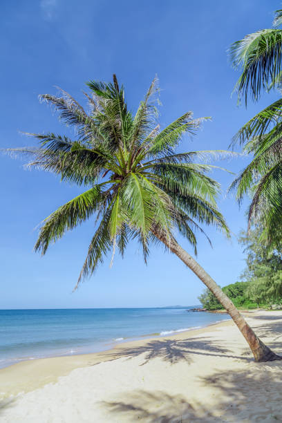istock Coconut palm trees perspective view blue sky 1211728704