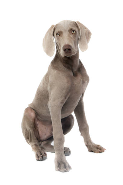 studioaufnahme eines schönen weimaraners - weimaraner dog animal domestic animals stock-fotos und bilder
