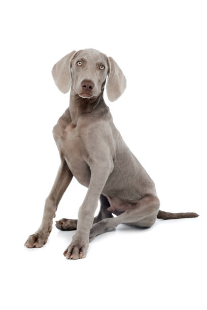 istock Studio shot of a beautiful Weimaraner 1211729844
