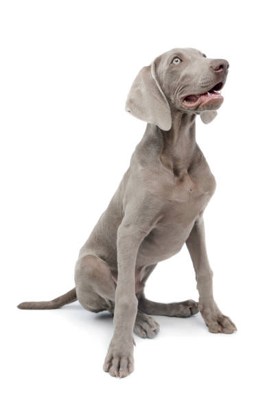 istock Studio shot of a beautiful Weimaraner 1211729861
