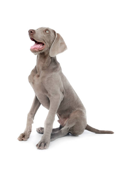 istock Studio shot of a beautiful Weimaraner 1211729871