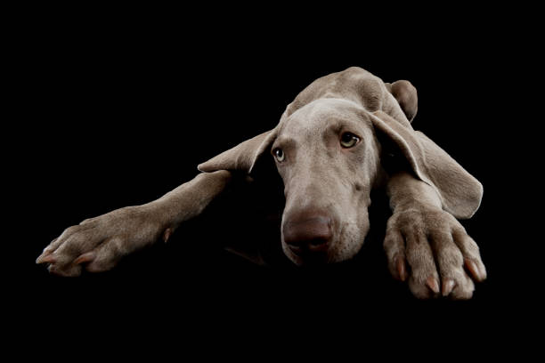Close-up headshot of a Weimaraner dog infront of a grey wooden fence.
